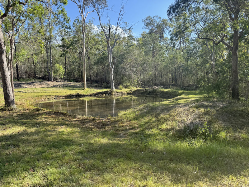 Dam beside a grassy clearing and gum trees at Obsidian Ridge